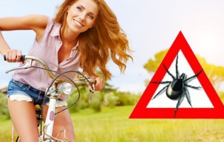 Кліщі – правила безпеки чи нехай зустрічі вдасться уникнути!